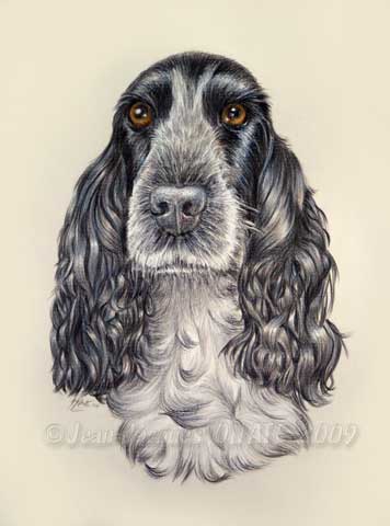 Portrait de la cocker anglais bleu Bakie au crayon de couleur